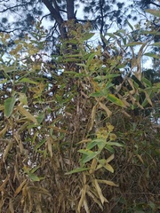 Verbesina sphaerocephala