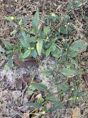 Sida rhombifolia