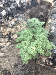 Thalictrum foetidum