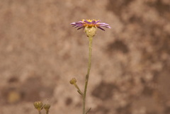 Erigeron breweri breweri