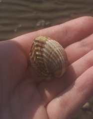 Acanthocardia tuberculata