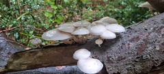 Oudemansiella