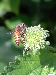 Apis cerana indica