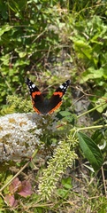 Vanessa atalanta