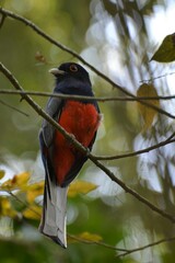Trogon surrucura