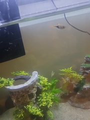 Trigonostigma heteromorpha