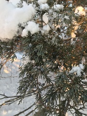 Juniperus communis