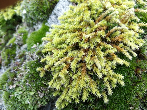 šedivec brvitý (Hedwigia ciliata)