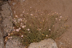 Erigeron breweri breweri