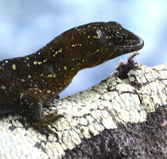 Lepidoblepharis colombianus