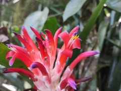 Billbergia pyramidalis