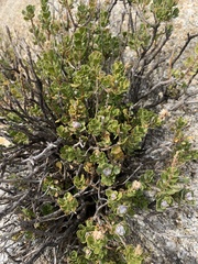 Ericameria cuneata spathulata