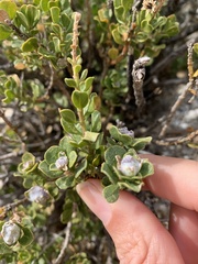 Ericameria cuneata spathulata