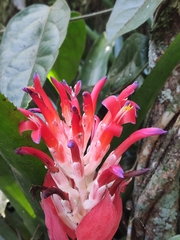 Billbergia pyramidalis