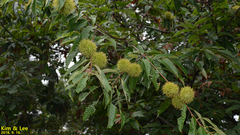 Castanea crenata