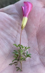 Oxalis glabra