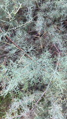 Tamarix