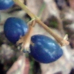 Dianella ensifolia