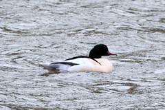 Mergus merganser