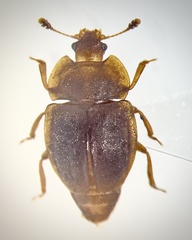 Epuraea nearctica