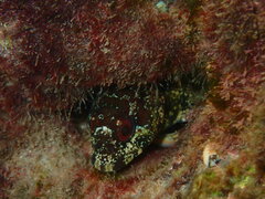 Lipophrys trigloides