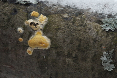 Trichoderma sulphureum