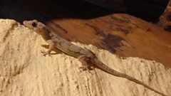 Hemidactylus mabouia