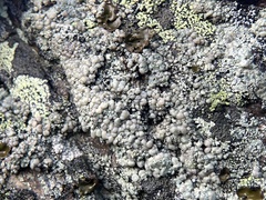 Lecanoraceae