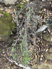 Galium cliftonsmithii