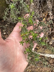 Galium cliftonsmithii