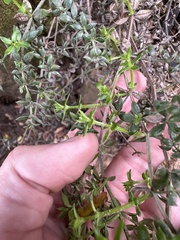 Galium cliftonsmithii
