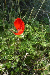 Anemone coronaria