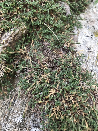 Selaginella sanguinolenta