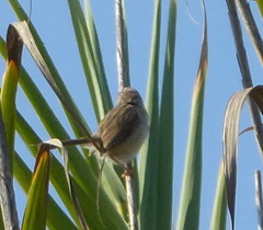Prinia gracilis