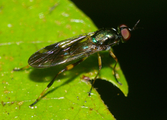 Benhamyia hoheria