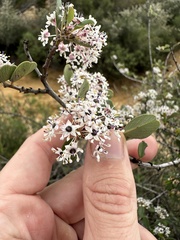 Ceanothus megacarpus megacarpus