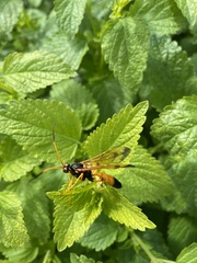 Callajoppa cirrogaster