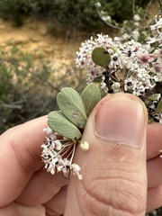 Ceanothus megacarpus megacarpus