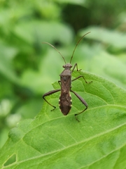 Riptortus linearis