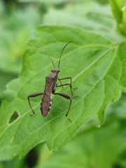 Riptortus linearis