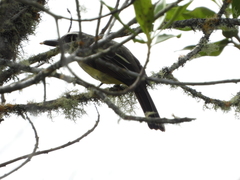 Myiodynastes hemichrysus