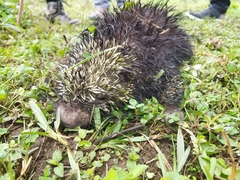 Coendou mexicanus