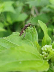 Riptortus linearis