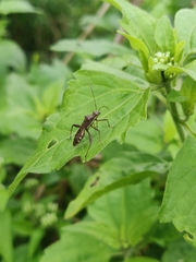 Riptortus linearis