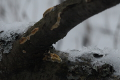 Trichoderma sulphureum