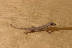 Hemidactylus mabouia