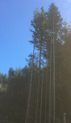 Abies alba