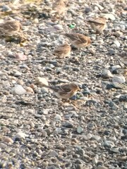 Linaria flavirostris