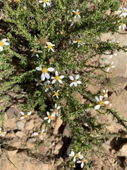 Phymaspermum aciculare