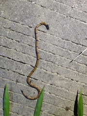 Calliophis maculiceps maculiceps